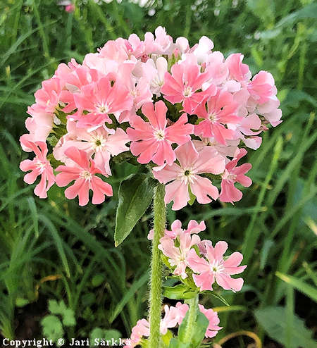 Lychnis chalcedonica 'Carnea', palavarakkaus